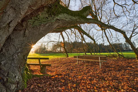 Gemeinde Wittibreut Landkreis Rottal-Inn Kriering Linde Herbst (Dirschl Johann) Deutschland PAN